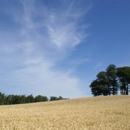 Jak odrolnić działkę? Jak odrolnić działkę?
