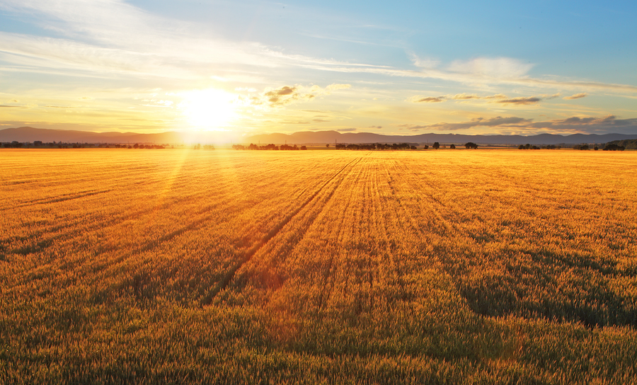 Sunset Over Wheat Field.