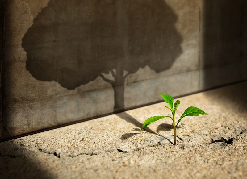 Grafkia 3D - roślina wyrastająca ze szczeliny w betonie, tworzy cień wielkiego drzewa